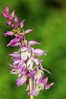 Orchis mascula subsp. speciosa.jpg