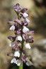 Orchis morio 1.jpg