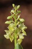 Orchis pallens.jpg