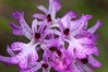 Orchis tridentata 1.jpg