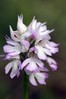 Orchis tridentata.jpg