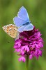 Polyommatus     bellargus.jpg