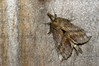 Pterostoma palpina~1.jpg