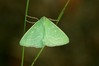 Thetidia smaragdaria~1.jpg