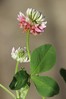 Trifolium hybridum.jpg