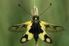 metuljcica 5.jpg