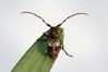 pogonocherus fasciculatus.jpg