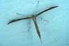 stenoptilia pterodactyla.jpg