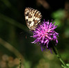 metulj.jpg