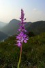 P1120938-orchis2.jpg