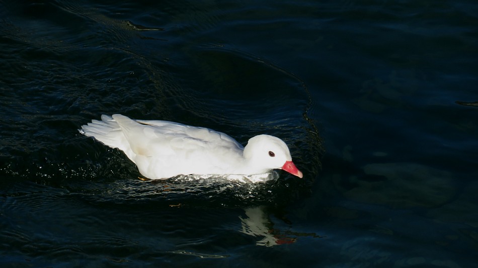 Klikni za ogled večje slike