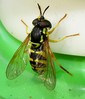 Chrysotoxum elegans  female MAGRO.jpg