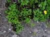 Ranunculus repens.jpg