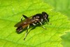 Sphegina elegans MAS.jpg