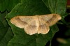 idaea aversata.JPG