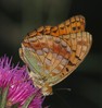 metulj mawi.jpg