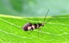 micropterix.jpg