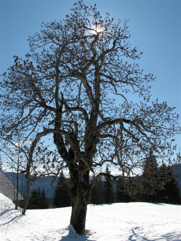 Klikni za ogled večje slike