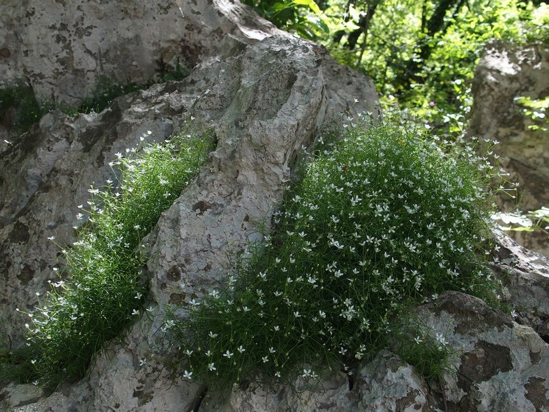 Klikni za ogled večje slike