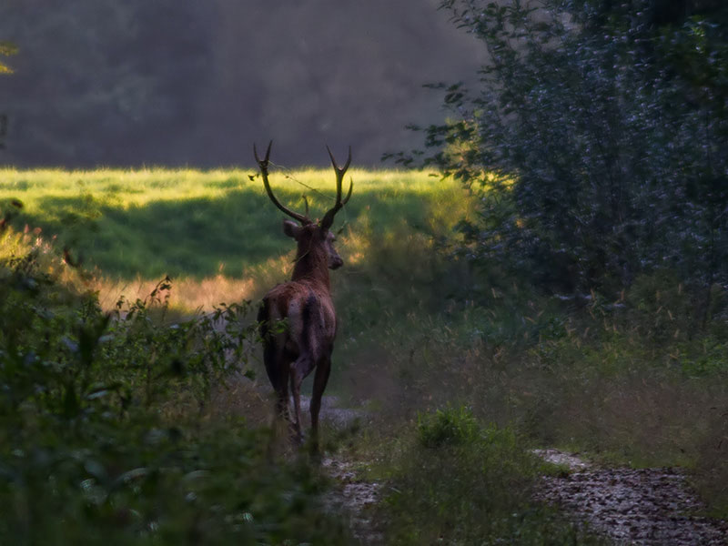 Klikni za ogled večje slike