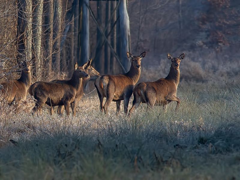 Klikni za ogled večje slike