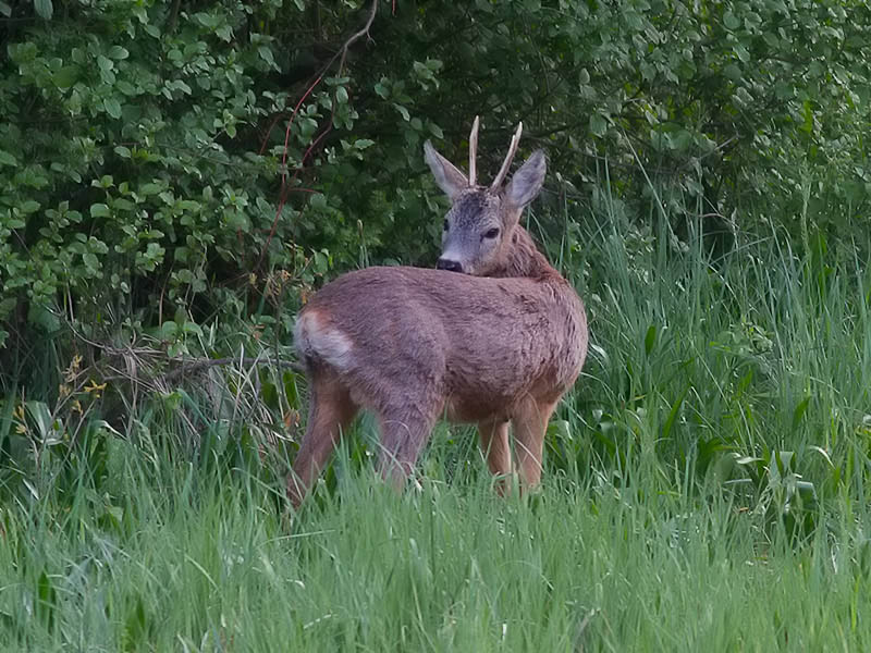 Klikni za ogled večje slike