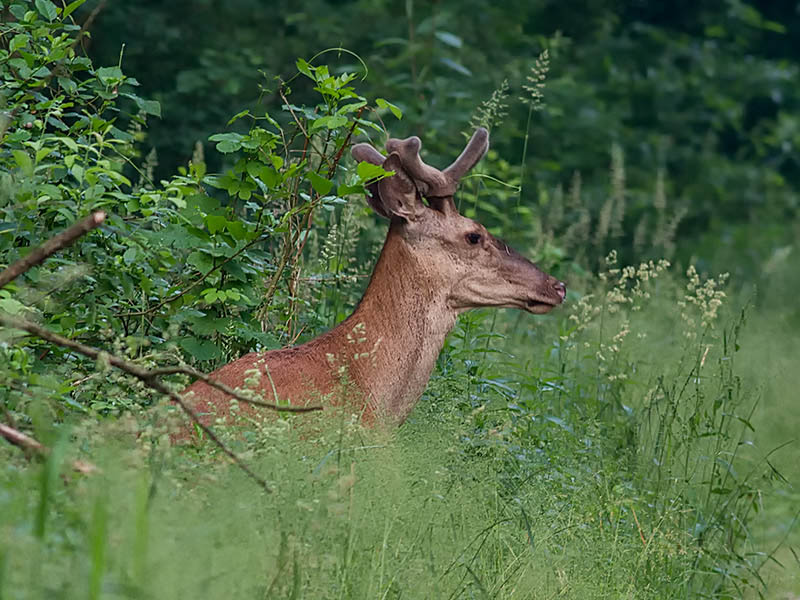 Klikni za ogled večje slike