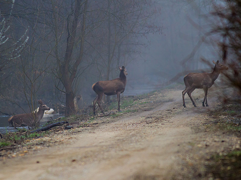 Klikni za ogled večje slike