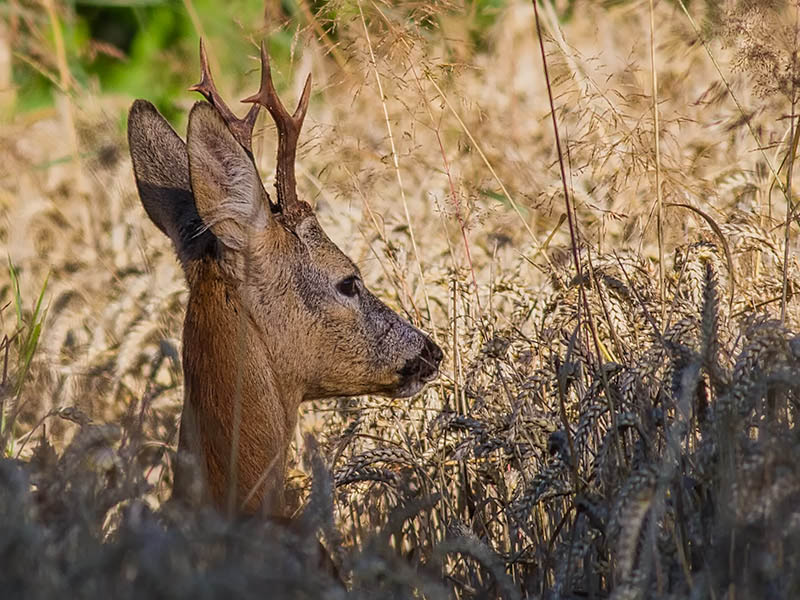 Klikni za ogled večje slike