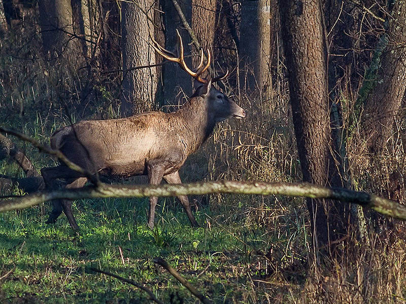 Klikni za ogled večje slike