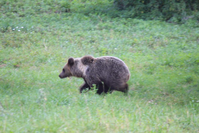 Klikni za ogled večje slike