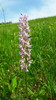 20180503_150951s Orchis signifera.jpg