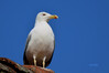7S2A0677b copy.jpg