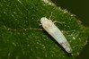 827A0687s Ribautiana sp.jpg