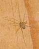827A0849s Spermophora senoculata.jpg