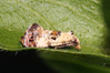 827A3040s Cochylis hybridella.jpg