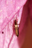 827A3415s Taeniothrips picipes.jpg
