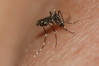 827A3715s Aedes albopictus.jpg