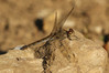 827A7439s Sympetrum striolatum female.jpg