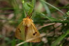 827A9491b Diacrisia sannio male.jpg