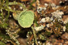 IMG_0512s Cladonia pyxidata ssp chlorophaea.jpg