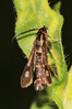 IMG_3701s Chamaesphecia nigrifrons Male.jpg