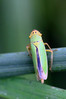 IMG_4508s Cicadella viridis.jpg