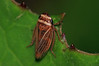 IMG_5781s Aphrodes makarovi.jpg