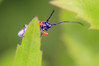 IMG_7930s Phytoecia icterica.jpg