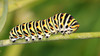 IMG_9107s Papilio machaon.jpg
