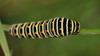 IMG_9110s Papilio machaon.jpg