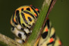 IMG_9184s Papilio machaon.jpg