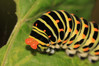 IMG_9191s Papilio machaon.jpg