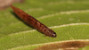IMG_9842s Coleophora hemerobiella.jpg